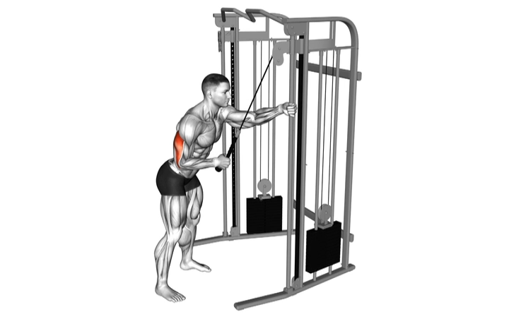 Cable Single Arm Tricep Pushdown Triceps Brachii