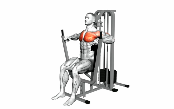 Cable Chest Press Pectoralis Major