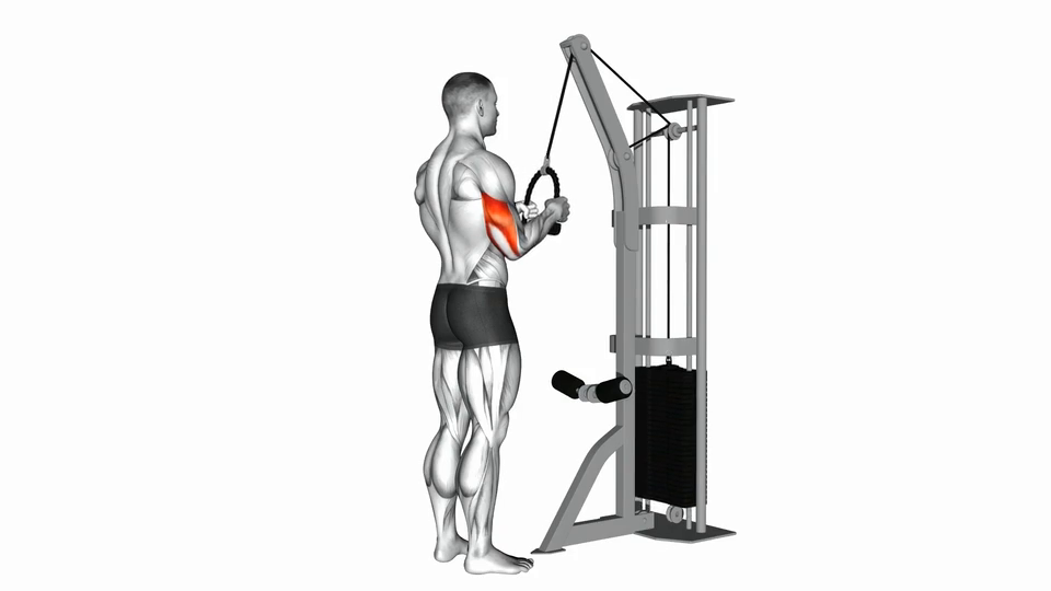 Triceps Pushdown
