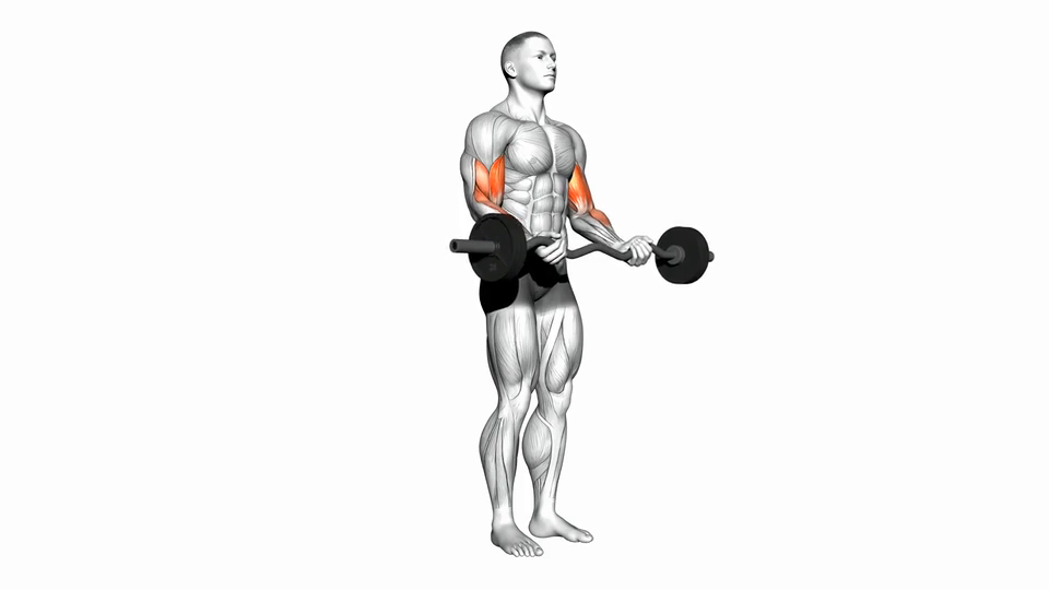 Barbell Curl