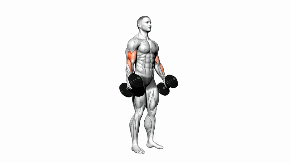 Hammer Curls