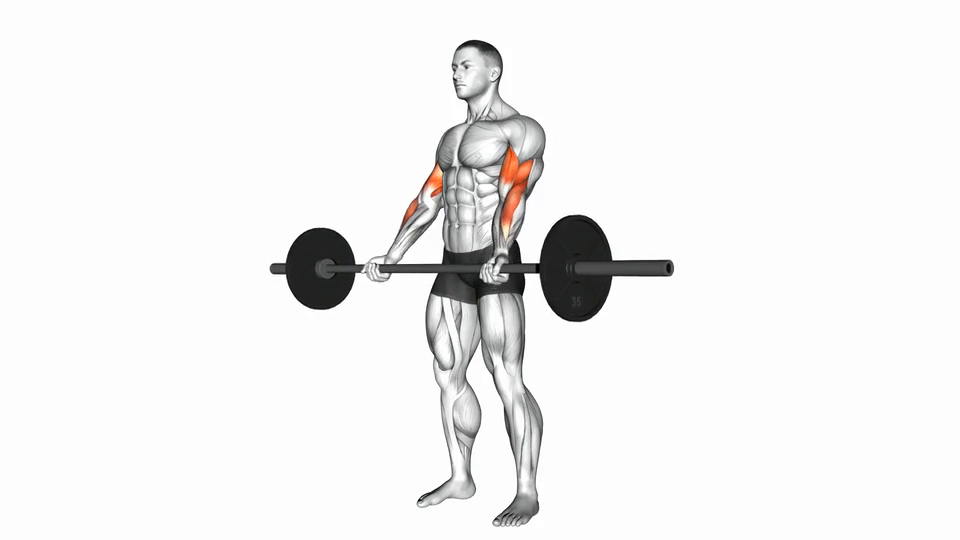 Barbell Curl Biceps Brachii